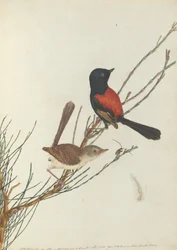 Warbler scarlatto e nero. Lewin, John. Uccelli del Nuovo Galles del Sud con la loro storia naturale. Sydney